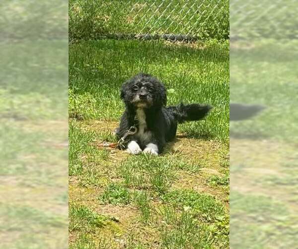 Medium Photo #3 Mutt Puppy For Sale in Lewistown, PA, USA