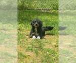 Small #2 Mutt