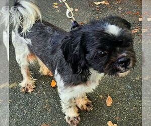 Shih Tzu-Unknown Mix Dogs for adoption in Virginia Beach, VA, USA