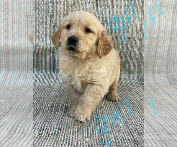 Medium Photo #10 Golden Retriever Puppy For Sale in OROVILLE, CA, USA