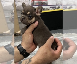 French Bulldog Puppy for sale in LOUISVILLE, KY, USA