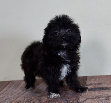Medium Photo #2 Morkie Puppy For Sale in WARSAW, IN, USA