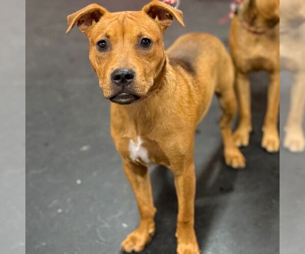 Medium Photo #9 Mutt Puppy For Sale in Canton, CT, USA