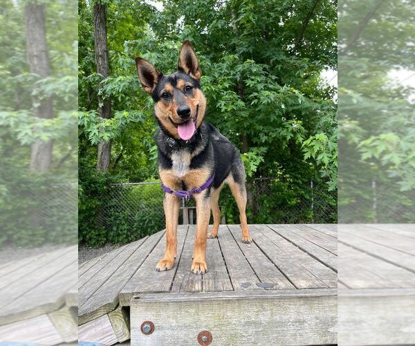 Medium Photo #15 Mutt Puppy For Sale in Elmsford, NY, USA