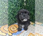 Puppy 3 Maltipoo-Shih Tzu Mix