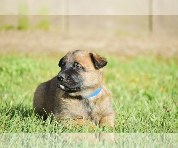 Medium Photo #1 Belgian Malinois Puppy For Sale in OPELOUSAS, LA, USA