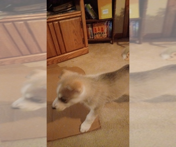 Medium Photo #11 Gerberian Shepsky Puppy For Sale in EDMORE, MI, USA