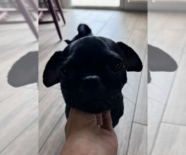 Medium Photo #4 Pug Puppy For Sale in Dana Point, CA, USA