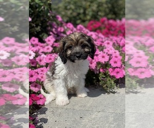 Cavapoo Puppy for sale in CANOGA, NY, USA