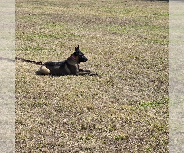 Medium Photo #1 Belgian Malinois Puppy For Sale in BEAUMONT, TX, USA