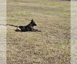 Small Belgian Malinois
