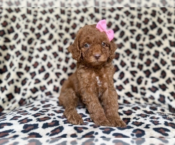 Medium Photo #8 Cockapoo (Miniature) Puppy For Sale in LAKELAND, FL, USA