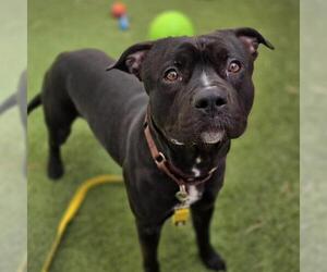 Mutt Dogs for adoption in Las Vegas, NV, USA