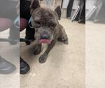 CHIP - Male Mutt Dog for Adoption - Small photo