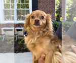 Small #1 Chihuahua Mix