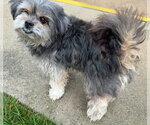 Small #6 Shih Tzu