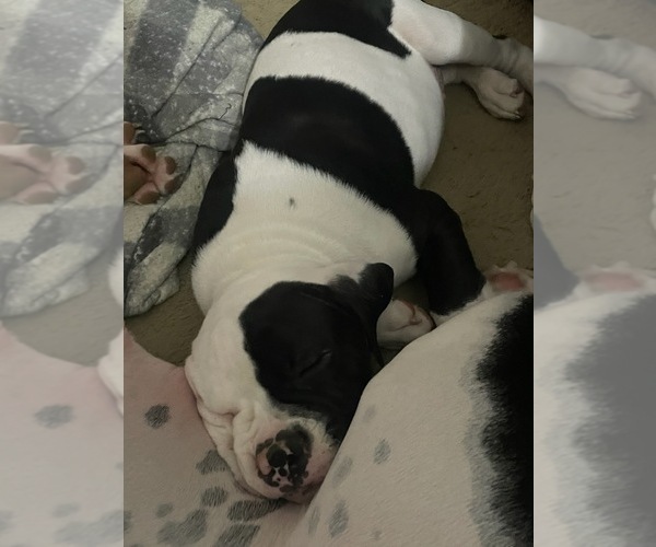 Medium Photo #9 American Bulldog Puppy For Sale in INDEPENDENCE, MO, USA