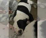 Small #8 American Bulldog