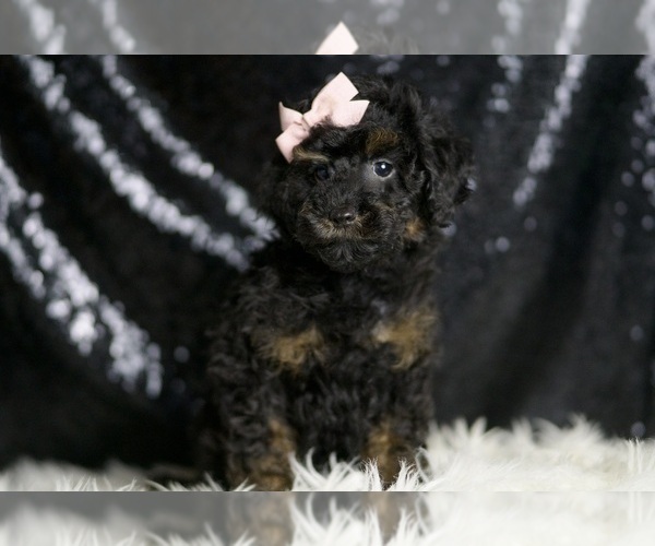 Medium Photo #1 Poodle (Miniature) Puppy For Sale in WARSAW, IN, USA