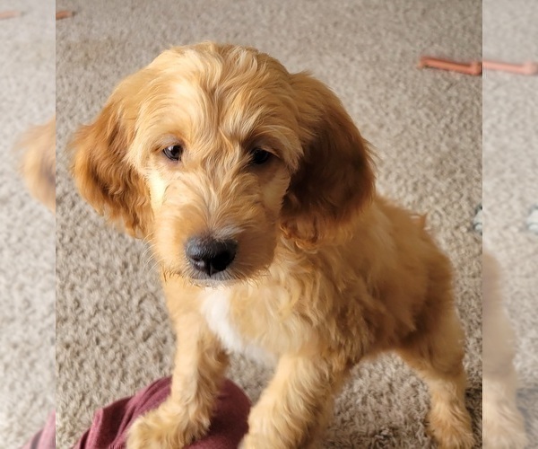 Medium Photo #7 Goldendoodle Puppy For Sale in GILLETTE, WY, USA