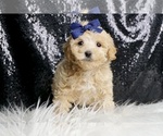 Small #2 Maltipoo