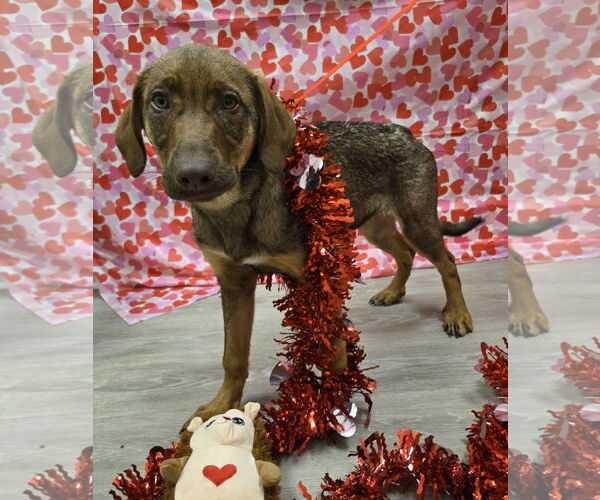 Medium Photo #2 Doberman Pinscher-Labrador Retriever Mix Puppy For Sale in Attalka, AL, USA