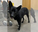 Small German Shepherd Dog