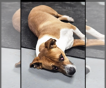 Small #4 Basset Hound Mix