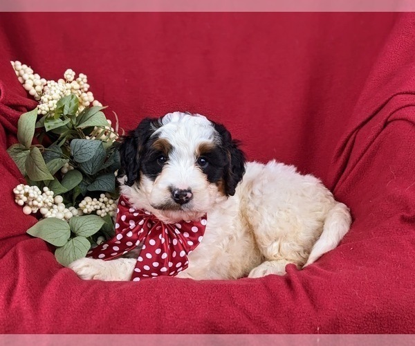 Medium Photo #5 Bernedoodle (Miniature) Puppy For Sale in GLEN ROCK, PA, USA