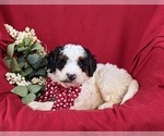 Small Photo #5 Bernedoodle (Miniature) Puppy For Sale in GLEN ROCK, PA, USA