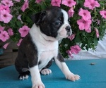 Small #4 Boston Terrier