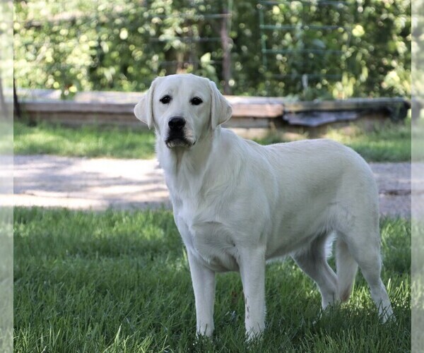 Medium Photo #2 Labrador Retriever Puppy For Sale in SYRACUSE, IN, USA