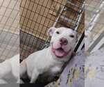 Small #2 Mutt