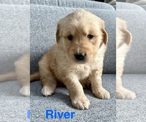 Golden Retriever Puppy for Sale in FAIR HAVEN, Michigan USA