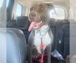 Small #1 Labrador Retriever-Staffordshire Bull Terrier Mix