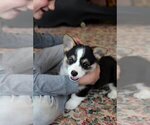 Small #8 Pembroke Welsh Corgi
