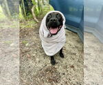 Small #5 Rottweiler-American Pit Bull Terrier