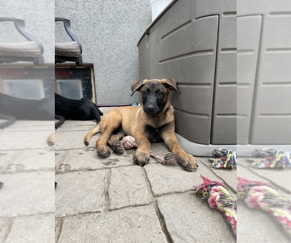 Medium Photo #8 Belgian Malinois Puppy For Sale in JEROME, ID, USA