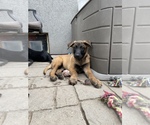 Small Photo #8 Belgian Malinois Puppy For Sale in JEROME, ID, USA