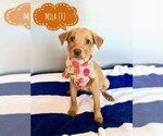 Small Photo #3 Retriever -Unknown Mix Puppy For Sale in Jefferson, NJ, USA