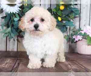 Poodle (Miniature) Puppy for sale in MOUNT VERNON, OH, USA