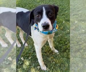 Border Collie Dogs for adoption in Tulsa, OK, USA