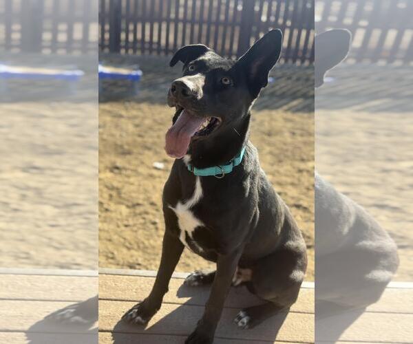 Medium Photo #1 Shepradors Puppy For Sale in Incline Village, NV, USA