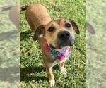 Small Labrador Retriever Mix