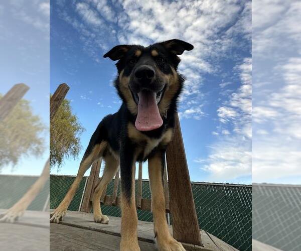 Medium Photo #1 Gerberian Shepsky Puppy For Sale in Santa Maria, CA, USA