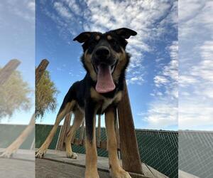 Gerberian Shepsky Dogs for adoption in Santa Maria, CA, USA