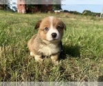 Puppy Blue collar Pembroke Welsh Corgi