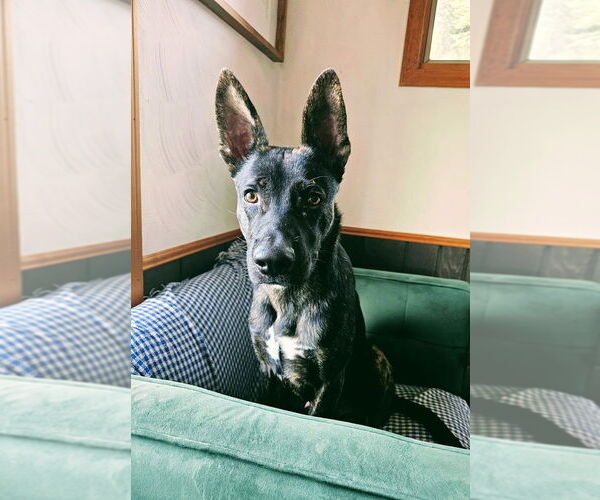 Medium Photo #2 Holland Shepherd-Unknown Mix Puppy For Sale in Imlay City, MI, USA