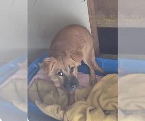 Labrador Retriever-Unknown Mix Dogs for adoption in San Antonio, TX, USA