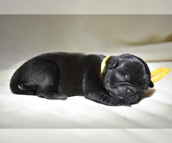 Medium Photo #1 Pug Puppy For Sale in PALM COAST, FL, USA